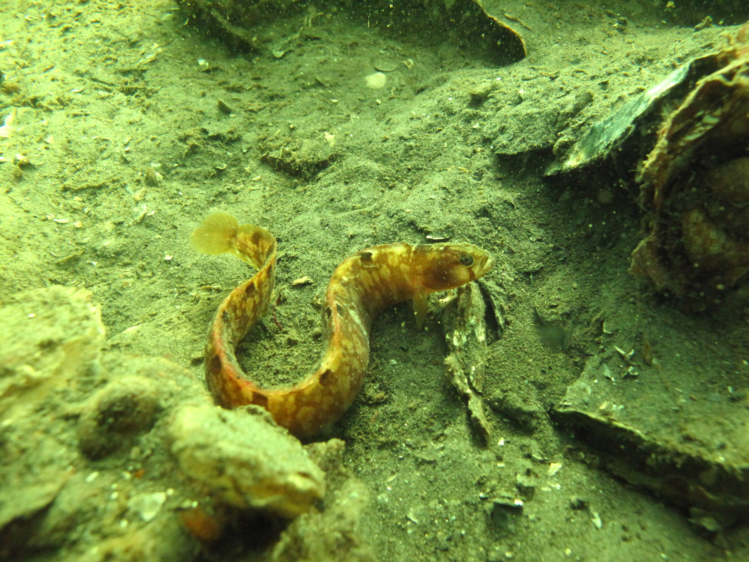 Botervis - Livetodive Duikopleidingen en Duikteam Waddinxveen